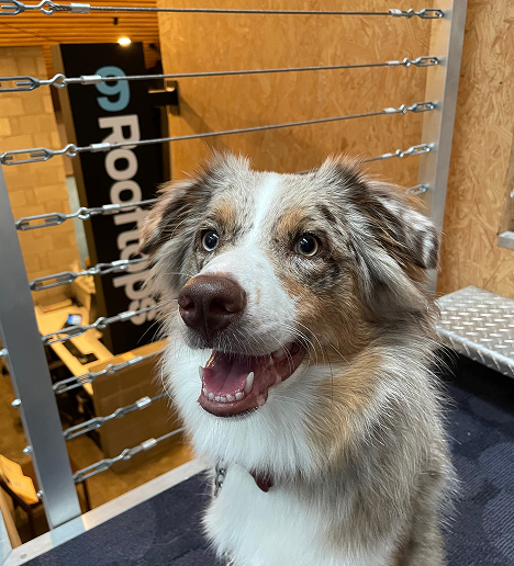A happy Australian Shepherd dog with a multicolored coat, standing on a carpeted floor near a metal railing, with a 'Roofops' sign and wooden wall in the background.